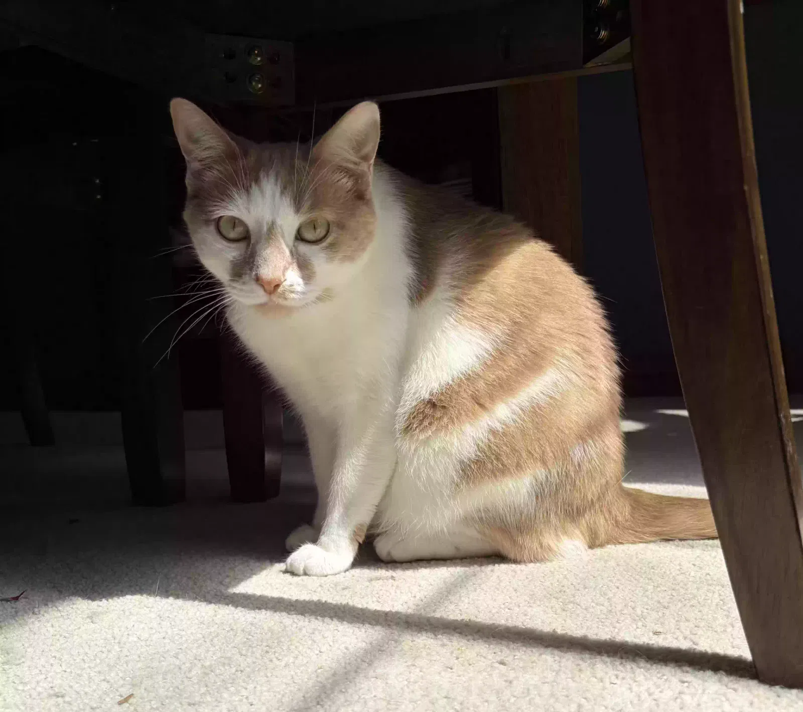 Vito Corleone, Unknown Cat for adoption in Haslett, MI, 48840