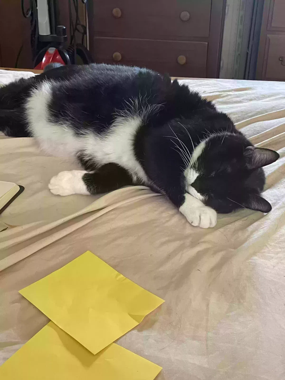 Cat, Tuxedo Cat for adoption in Gary, IN, 46408