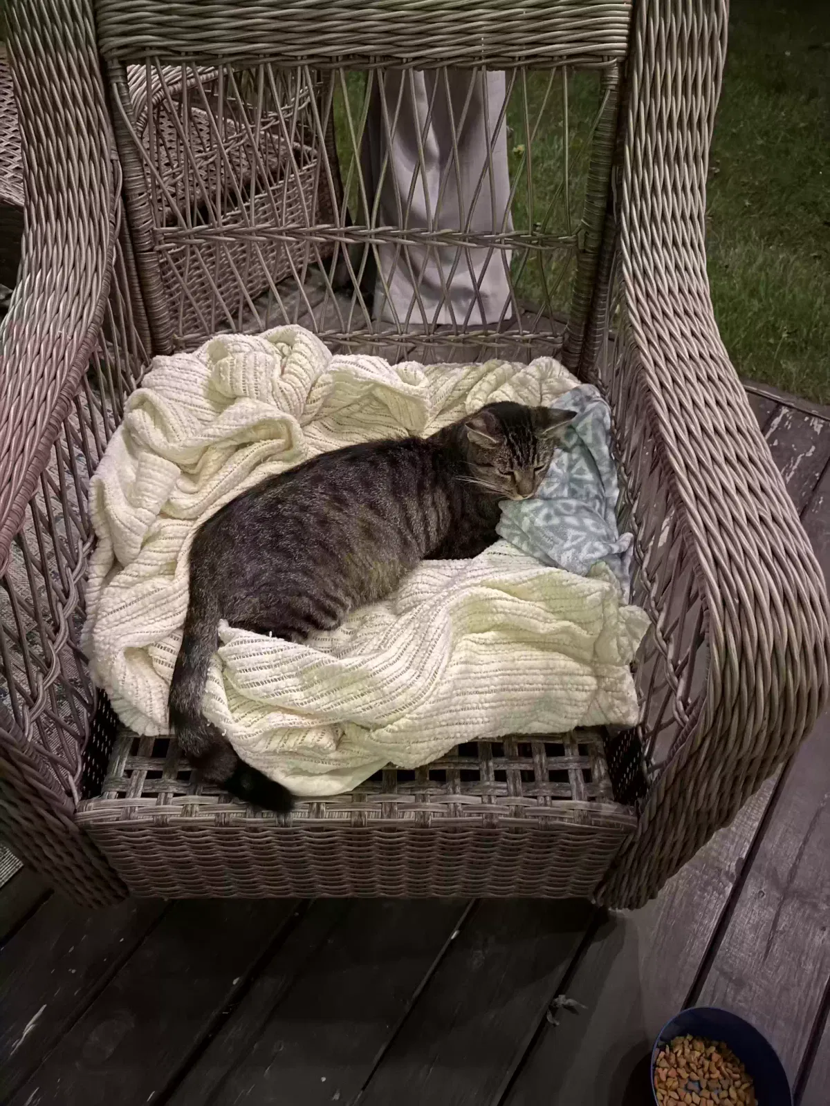 Abandoned cat but I call him Carl, Tabby Cat for adoption in Plymouth, IN, 46563