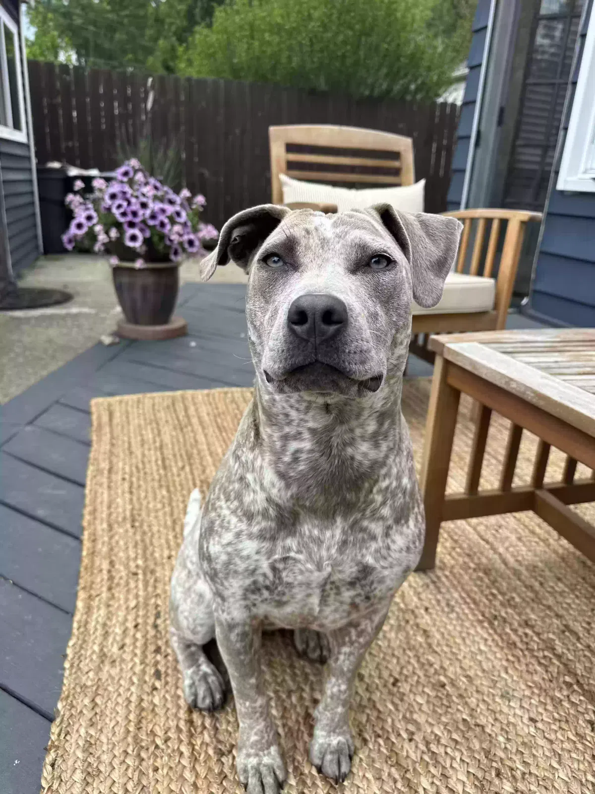 Nellie, Unknown Dog for adoption in Grosse Pointe, MI, 48230