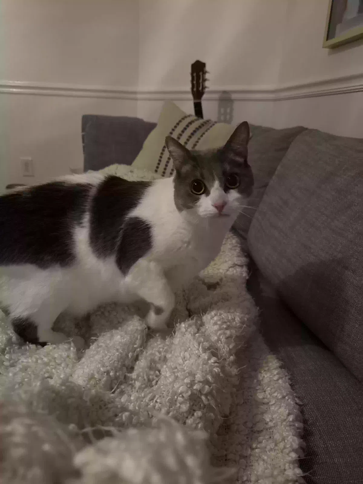 Cat, Unknown Cat for adoption in Mooresville, NC, 28117