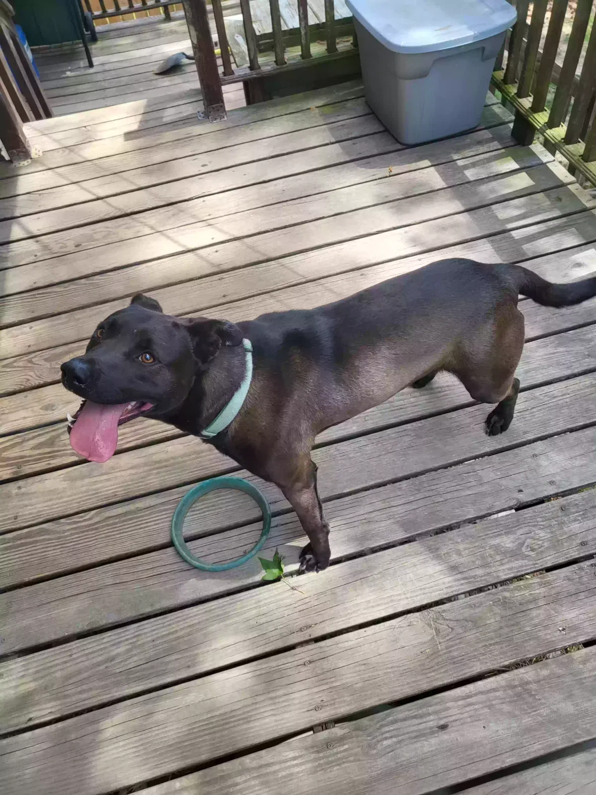 Smoke, Unknown Dog for adoption in Cullman, AL, 35055