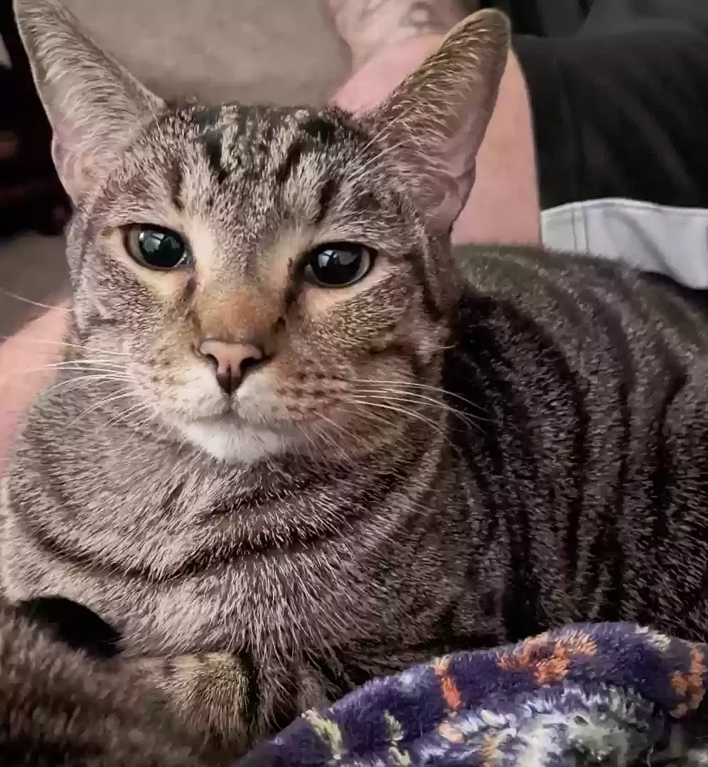 Miles, Tabby Cat for adoption in Kingston, GA, 30145