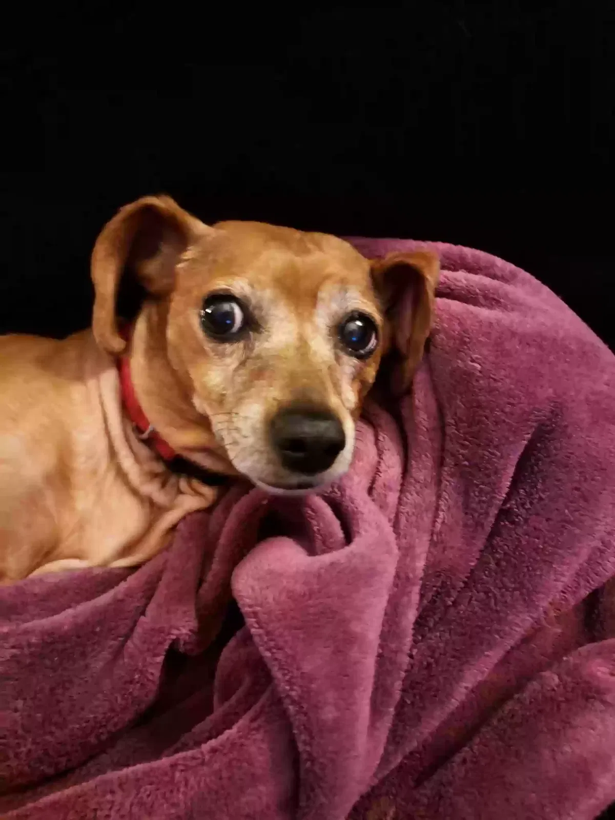 Juni, Chaweenie Dog for adoption in Kingston, GA, 30145
