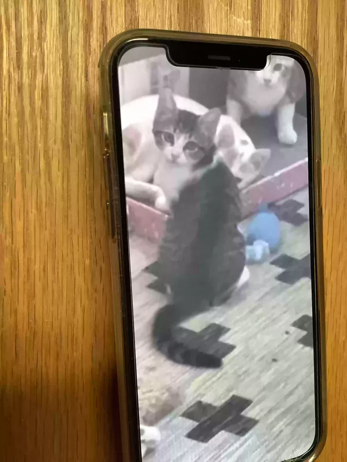 n/a, Tabby Cat for adoption in Manteca, CA, 95336
