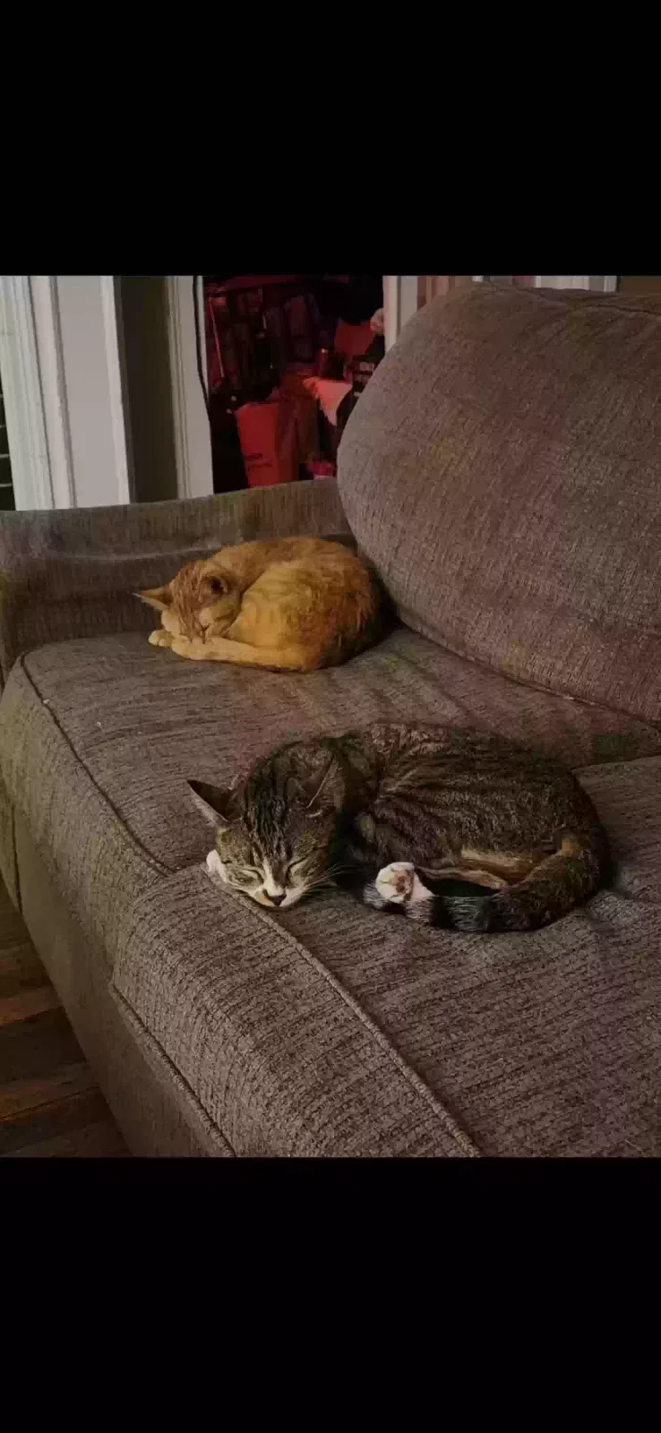 Maxa(the orange cat) and Lil baby(the striped one), Unknown Cat for adoption in West Haven, CT, 06516