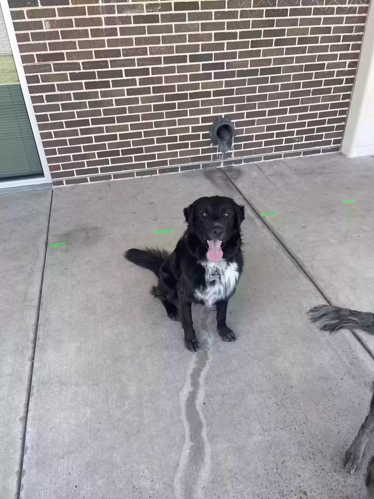 Bear, Mixed Dog for adoption in Plano, TX, 75075
