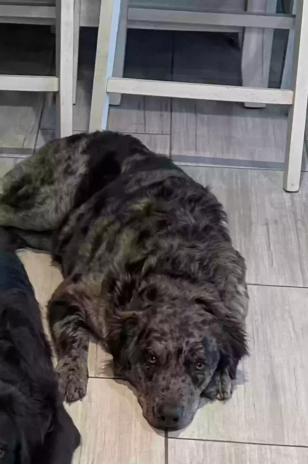 Bella, Mixed Dog for adoption in Plano, TX, 75075