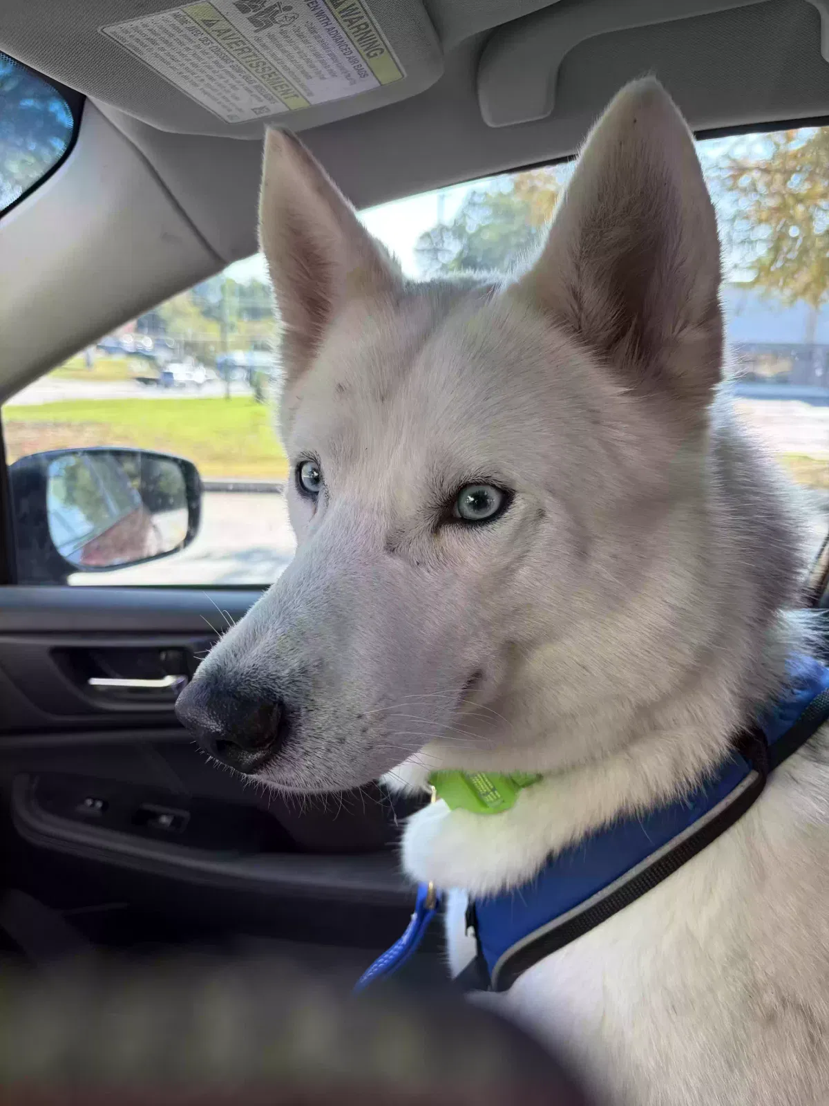 Kenda, Husky mix Dog for adoption in Lithonia, GA, 30058