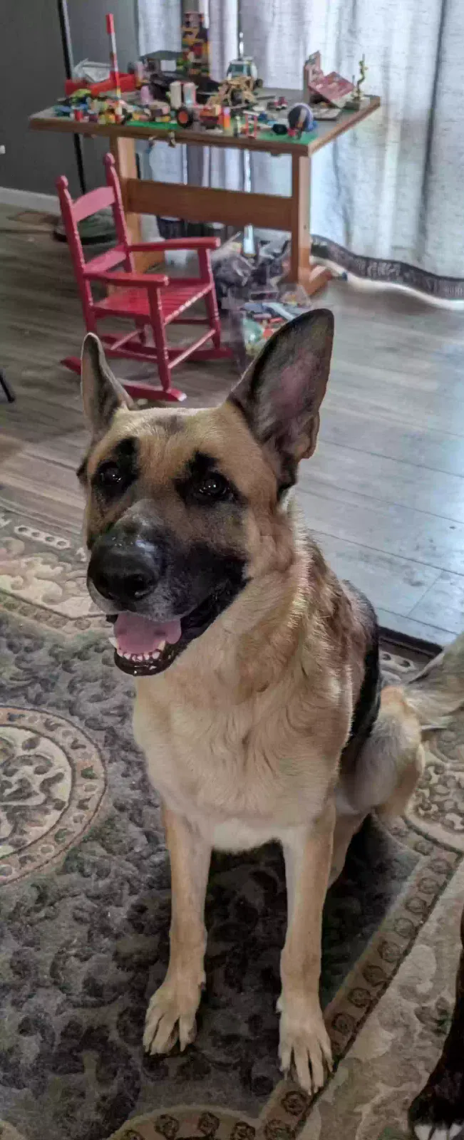 Zoki, Unknown Dog for adoption in Vincennes, IN, 47591