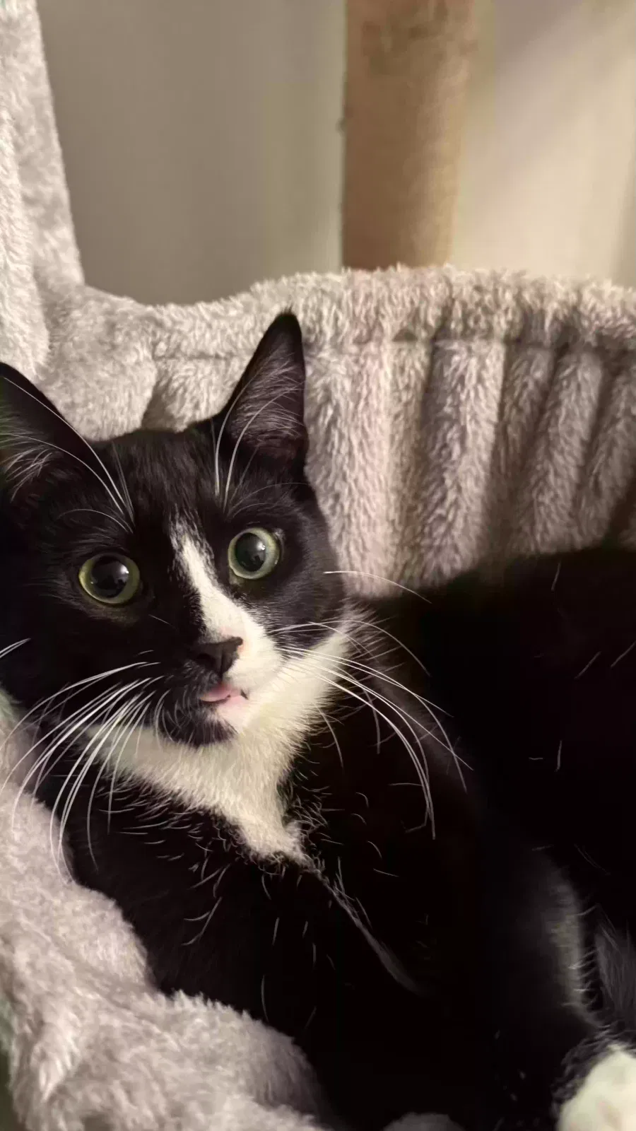 Timothy, American shorthair Cat for adoption in Concord, CA, 94519