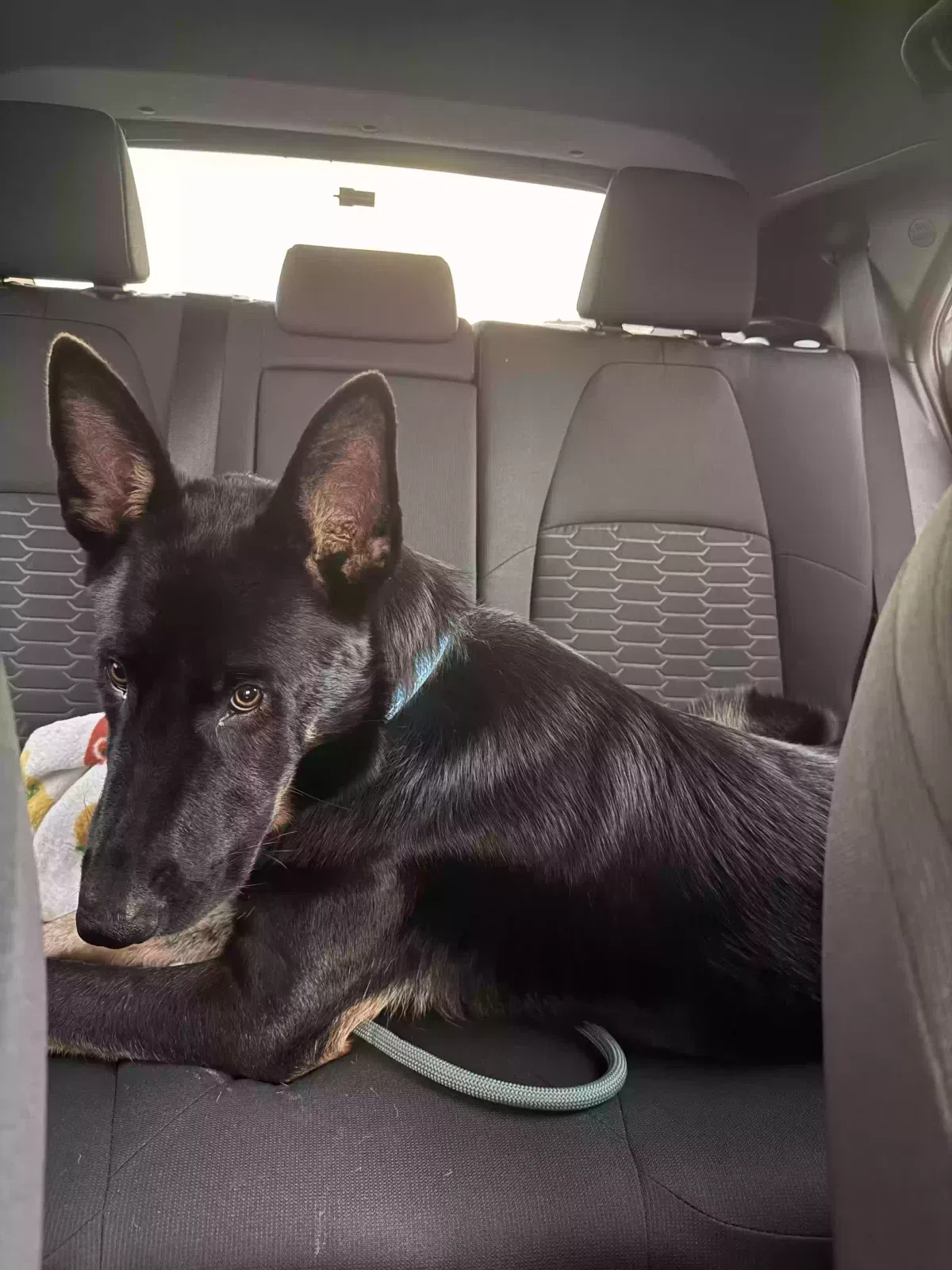 Havoc, German Shepard Dog for adoption in Apex, NC, 27523