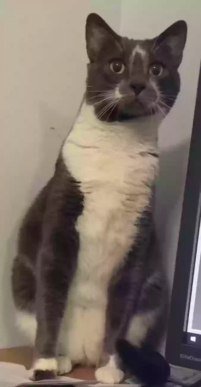 Peyton, Unknown Cat for adoption in Surprise, AZ, 85388