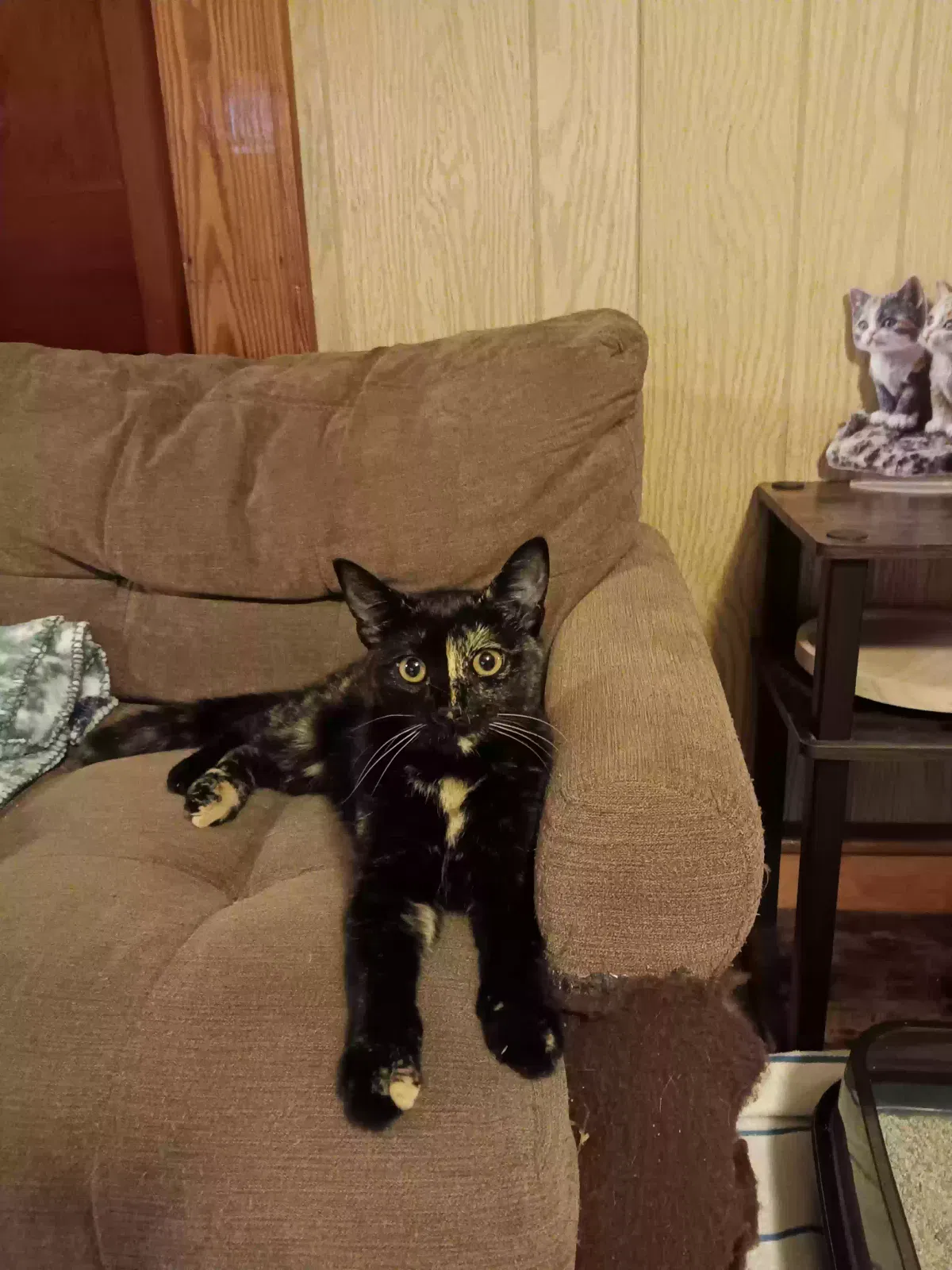 Shorty, Tortoise shell Cat for adoption in Elkin, NC, 28621