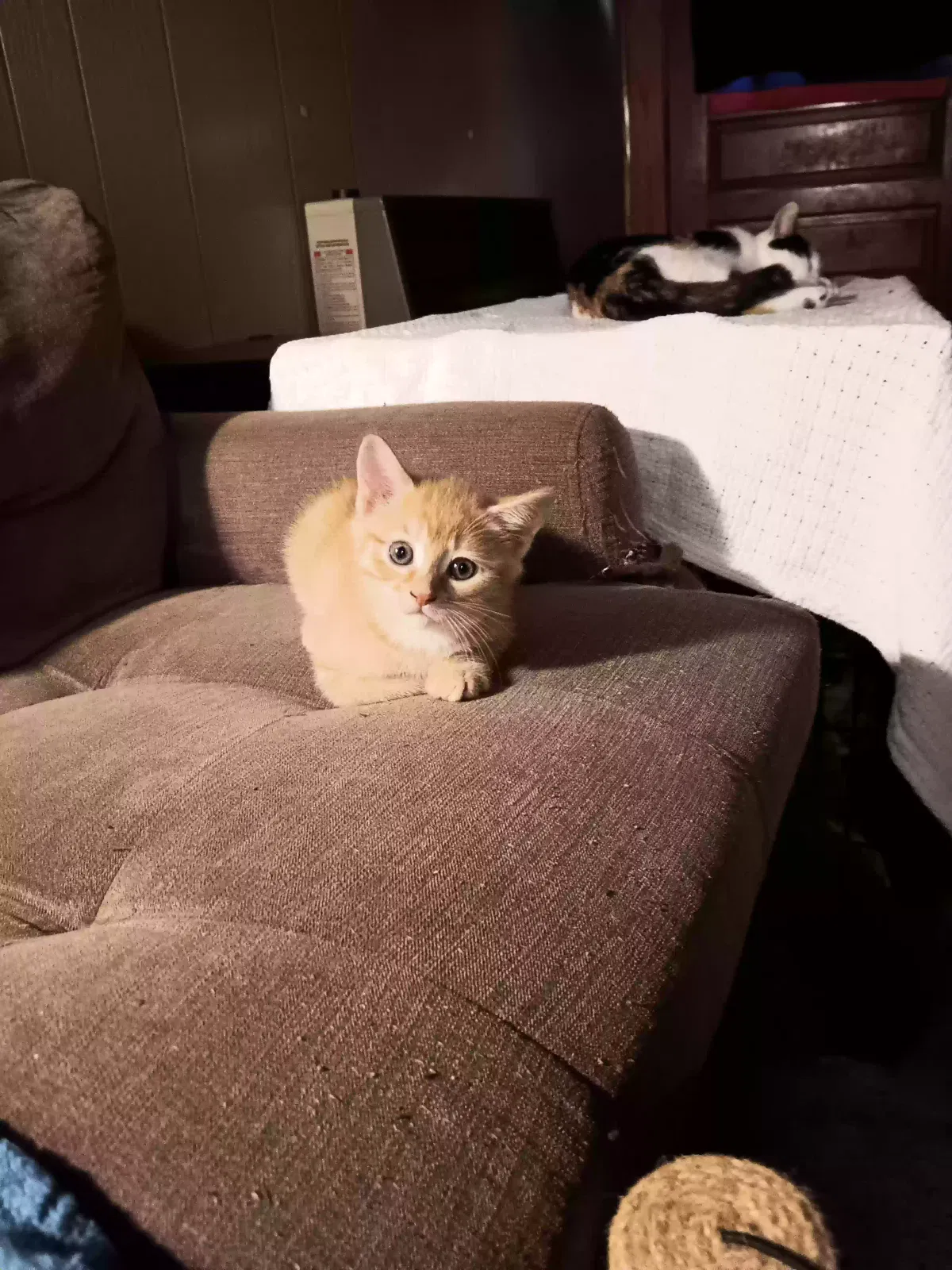 Babies, Tortoise she'll and orange tabbies Cat for adoption in Elkin, NC, 28621