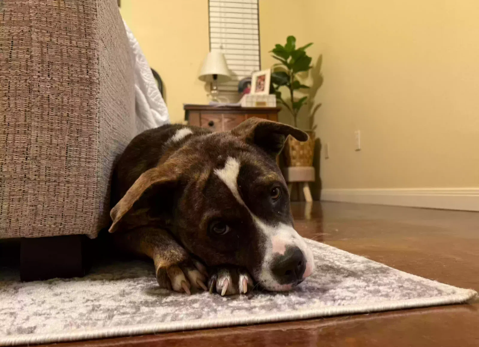 Dog, Unknown Dog for adoption in Woodway, TX, 76712