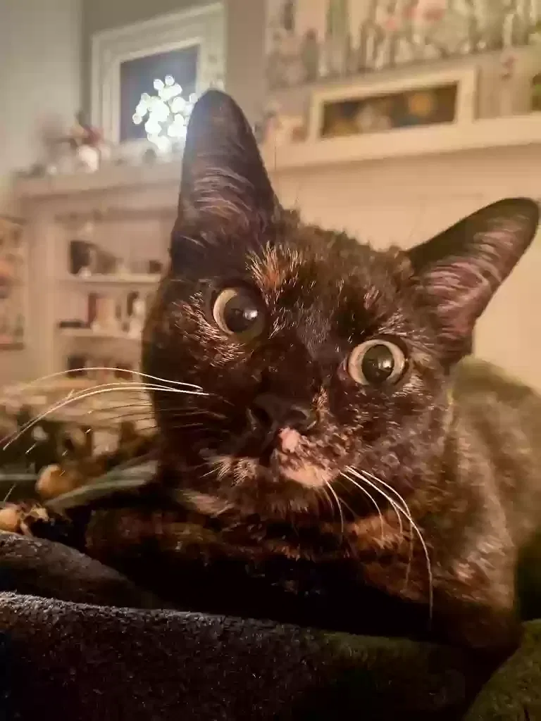 Cat, Unknown Cat for adoption in Roseville, MI, 48066