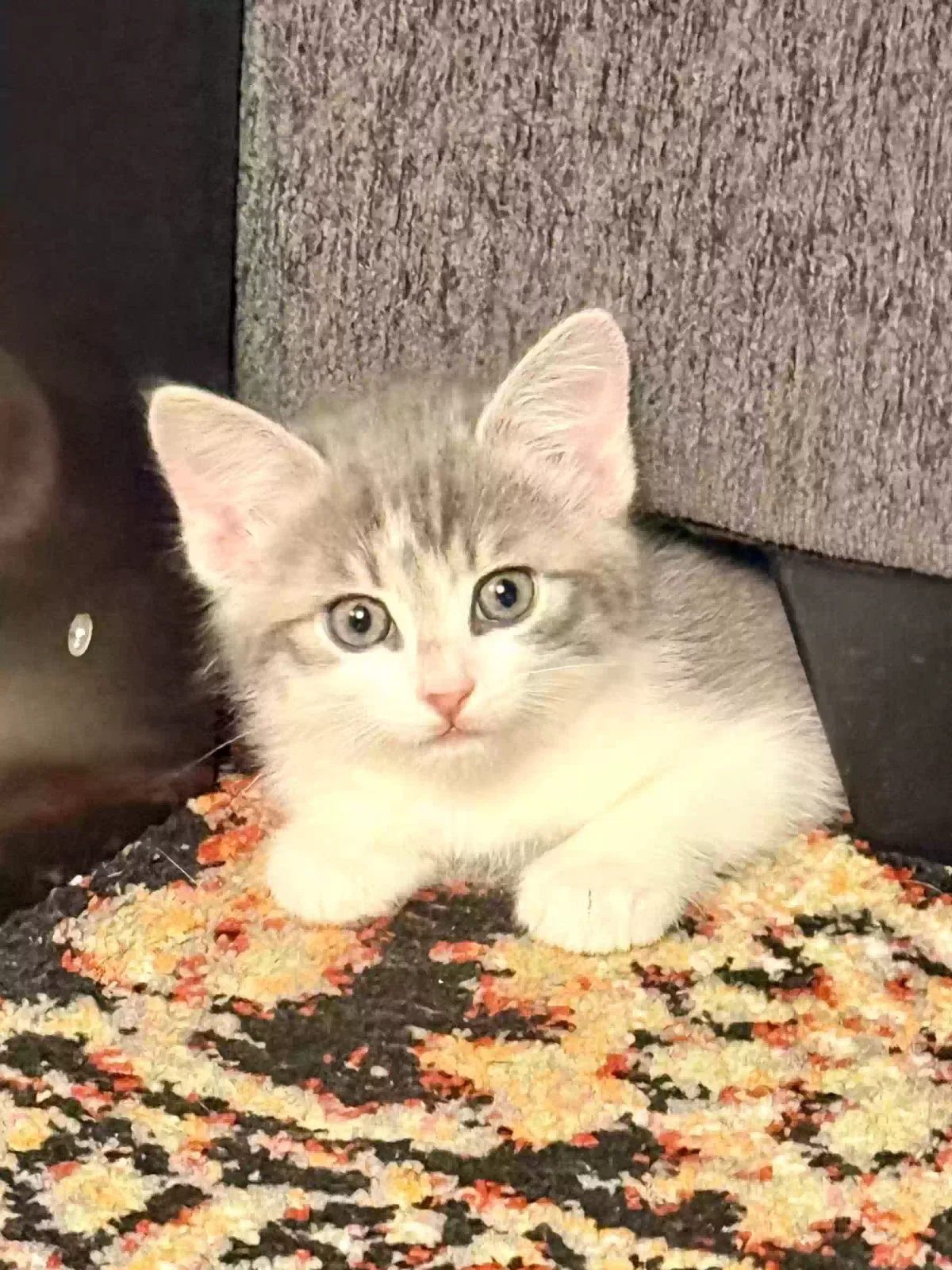 Unnamed, Domestic Shorthair Cat for adoption in Hot Springs National Park, AR, 71913