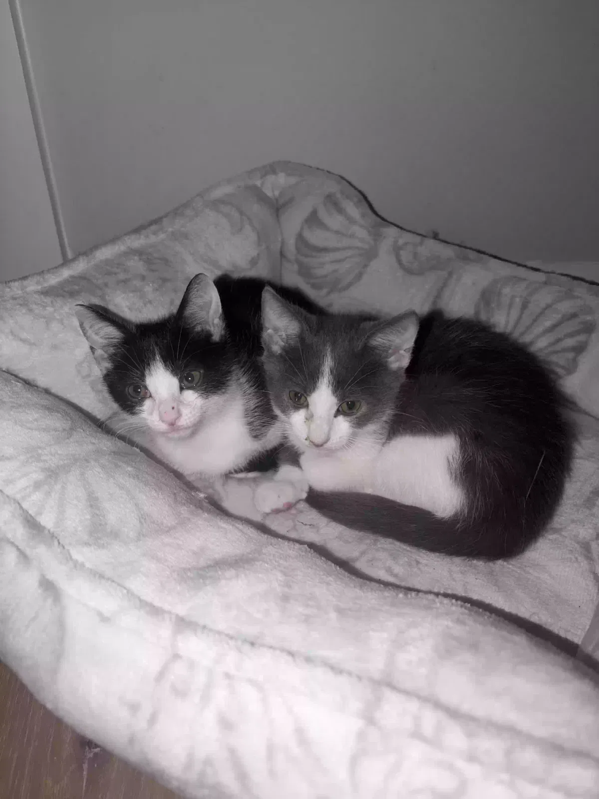 Sonic and Cupid ( bonded pair 14 weeks), Unknown Cat for adoption in Jesup, GA, 31545