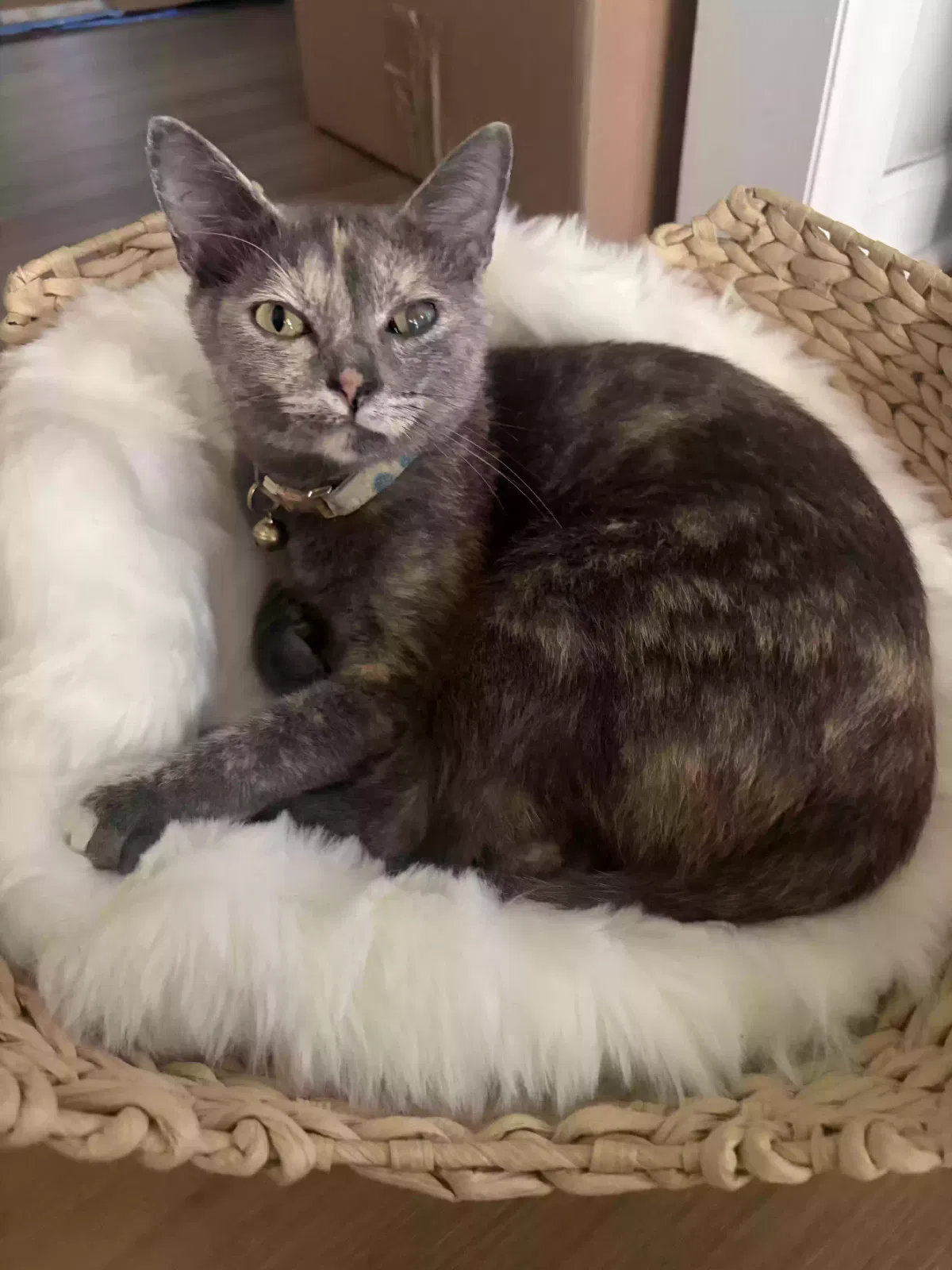 Lily, Unknown Cat for adoption in Jesup, GA, 31545