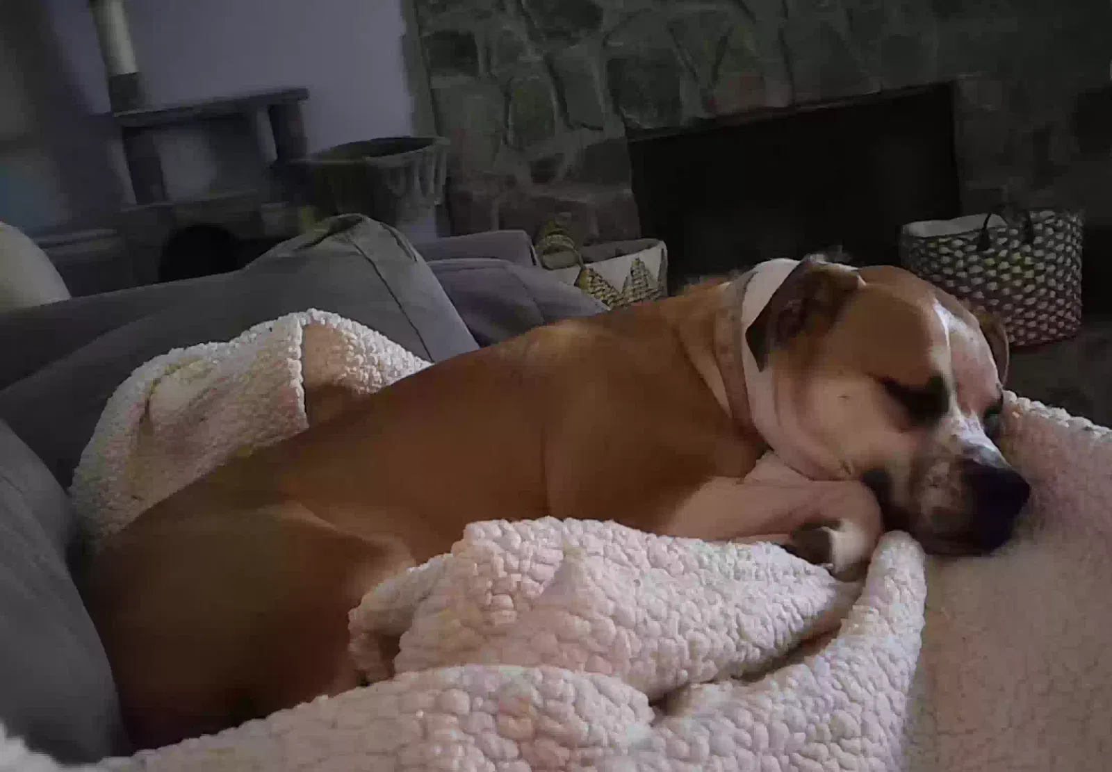 Waffle, Boxer pit mix Dog for adoption in Conyers, GA, 30012