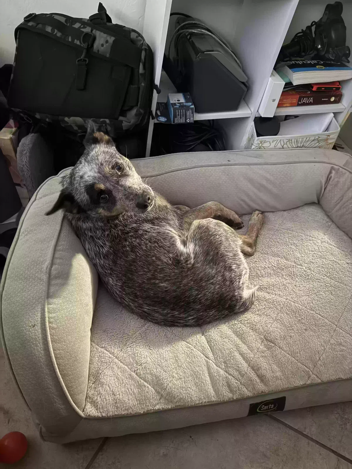 Dog, Australian cattle dog Dog for adoption in Rimrock, AZ, 86335