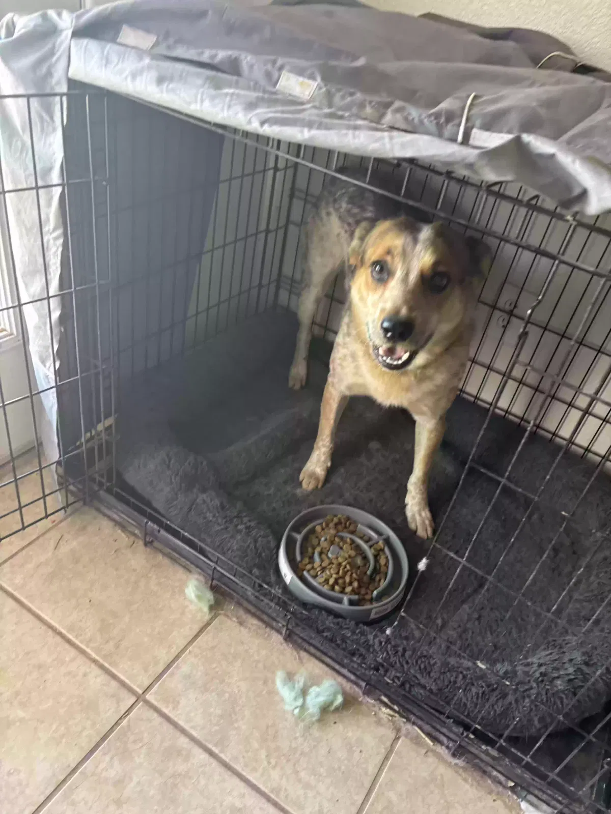 Papago, Australian cattle dog Dog for adoption in Rimrock, AZ, 86335