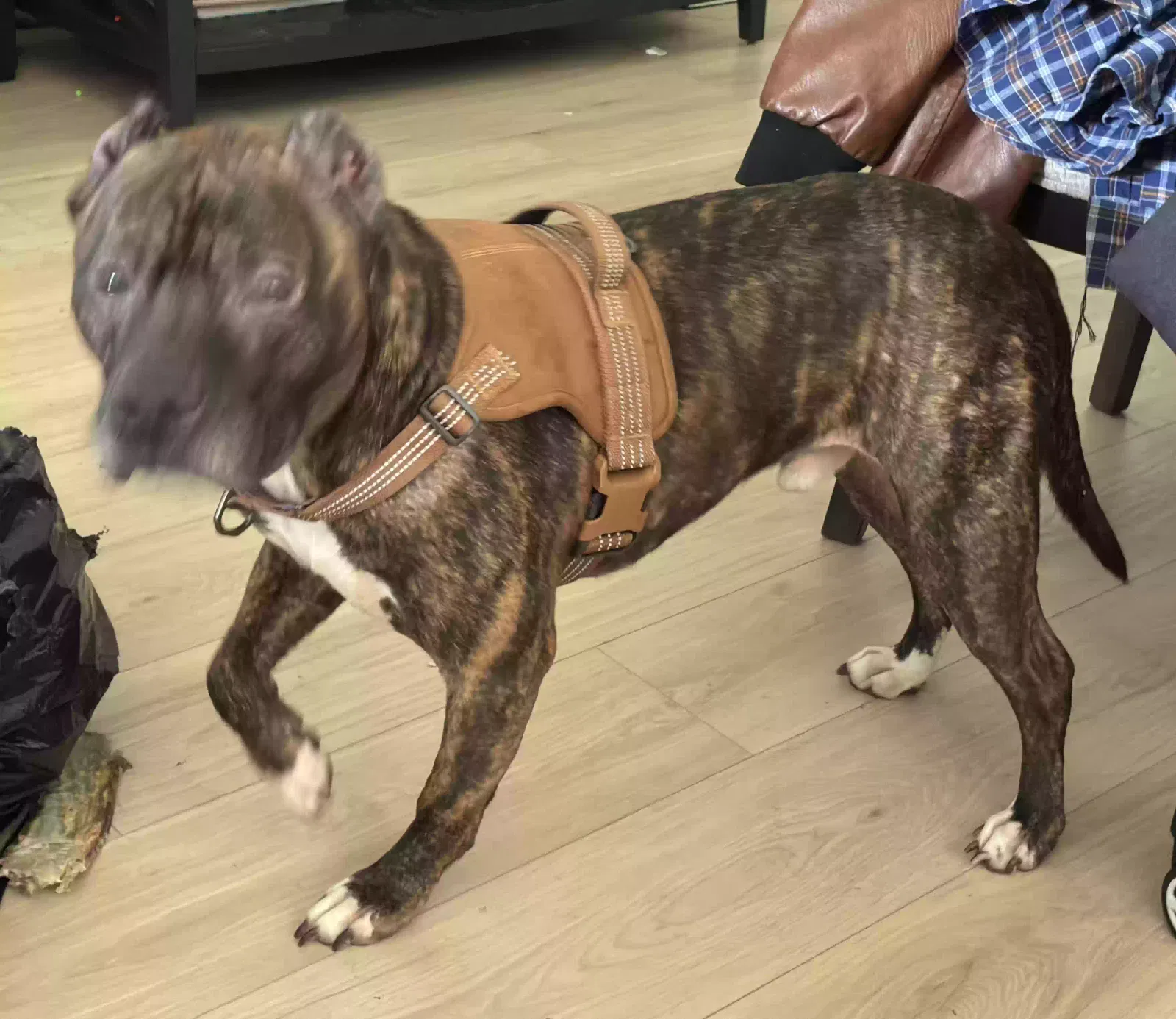 Dex, pitt bull Dog for adoption in Sanford, FL, 32771