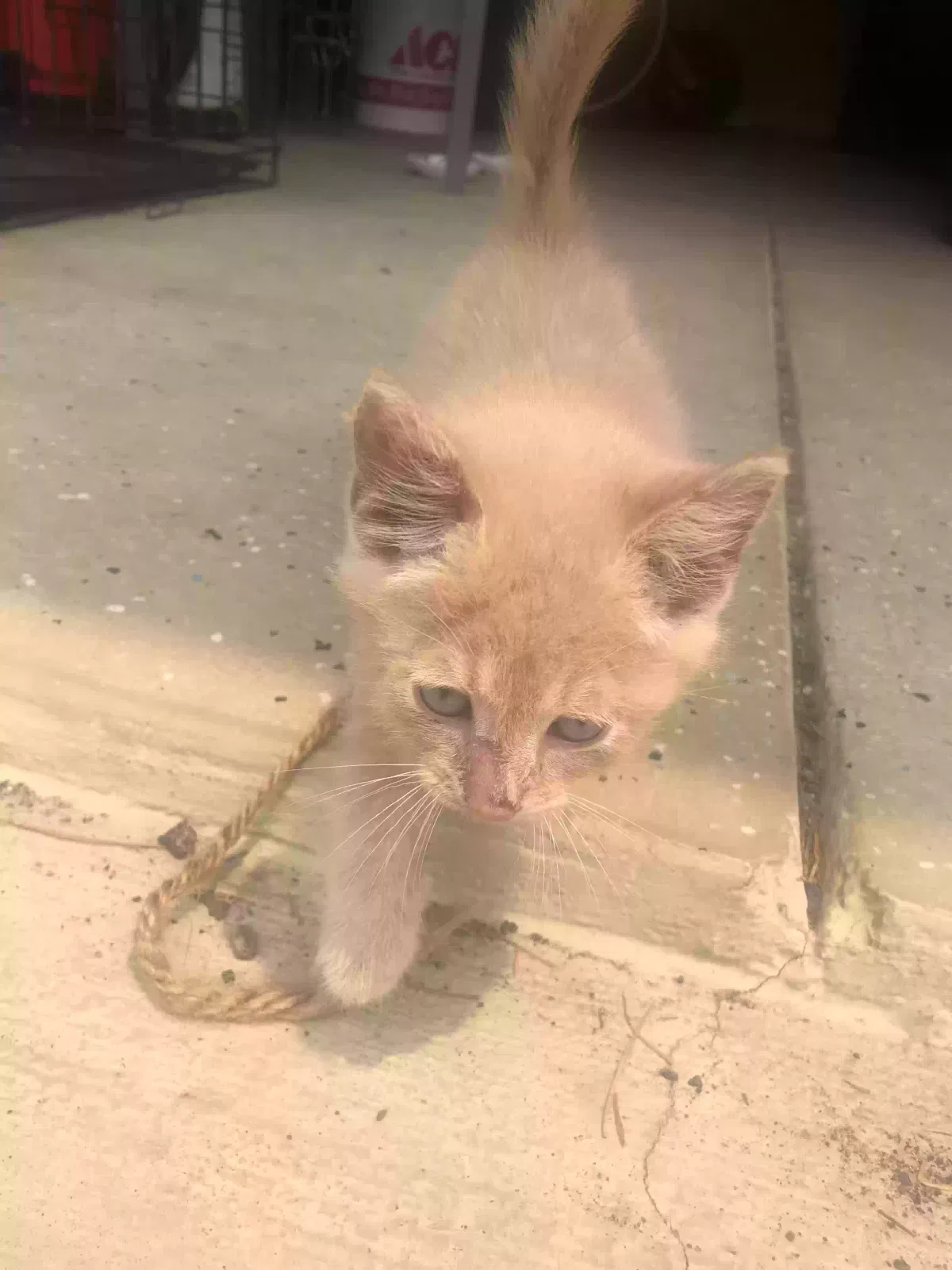 Maple, Unknown Cat for adoption in Newtonville, NJ, 8346