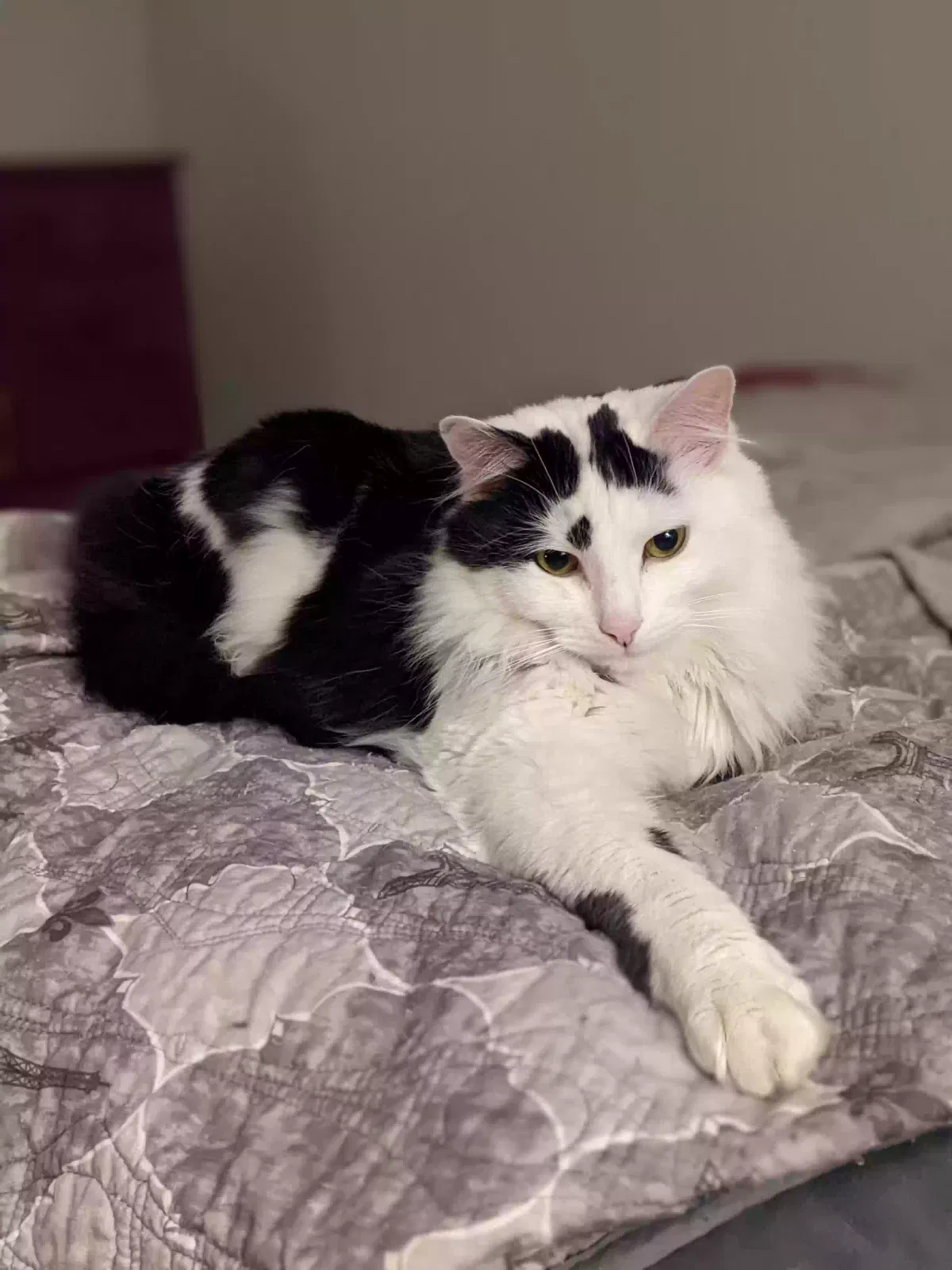 Mochi, Domestic Longhair mix Cat for adoption in Middletown, CT, 6457