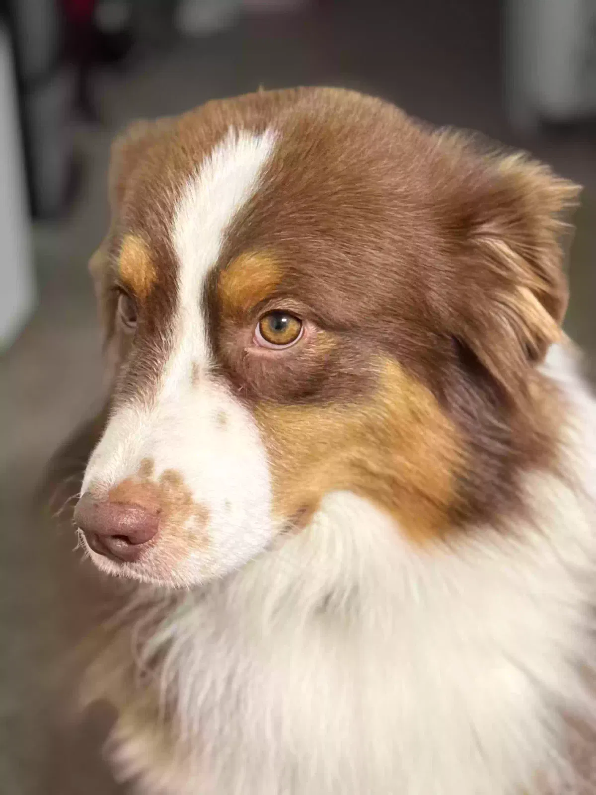 Rusty, Unknown Dog for adoption in Lexington, NC, 27295