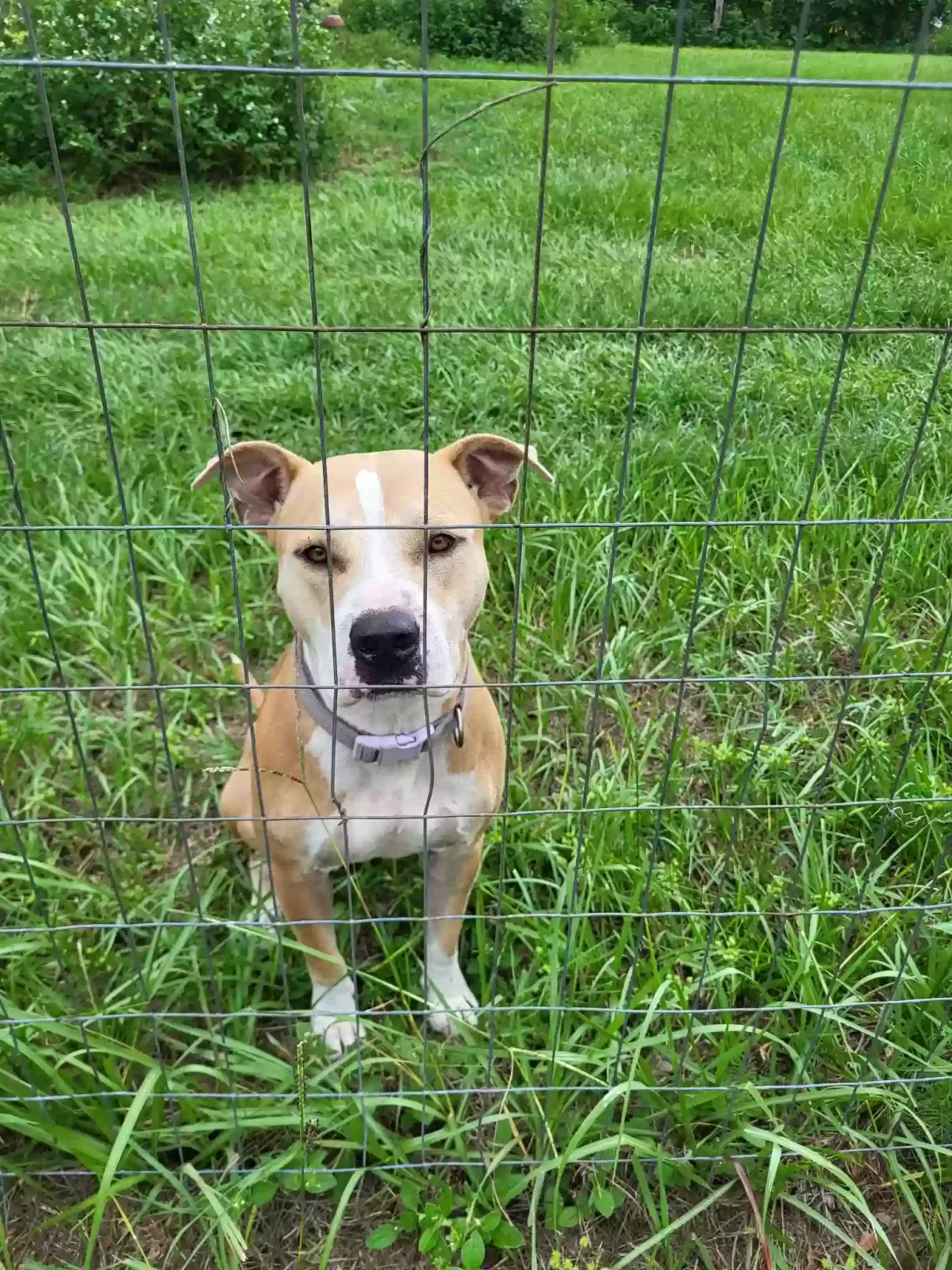 Nala, Pit Bull Dog for adoption in Hernando, FL, 34442
