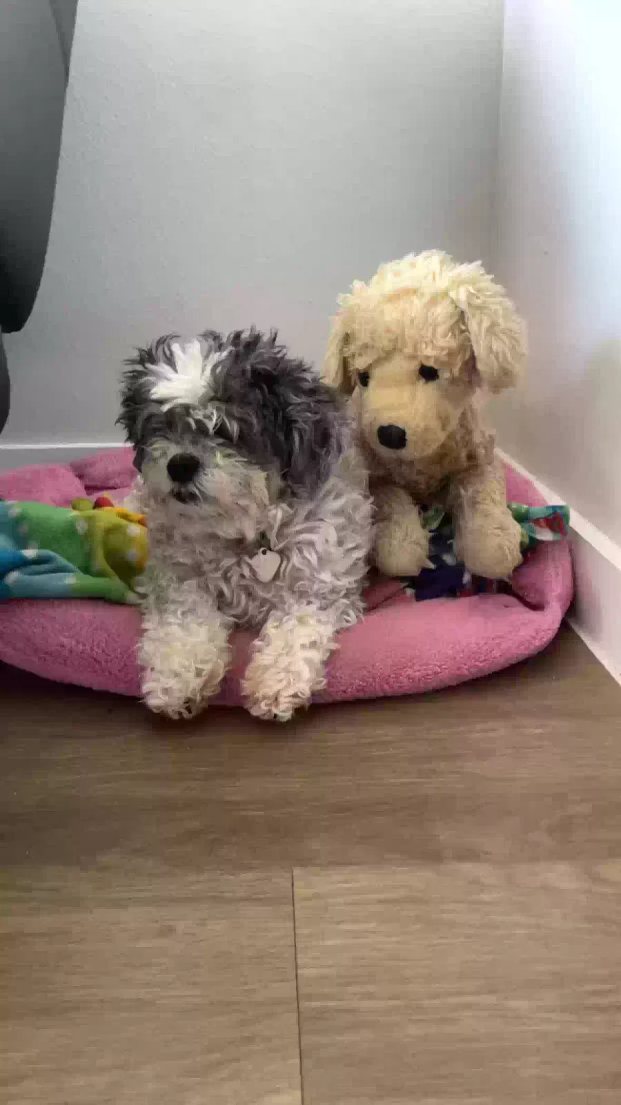 Pixie, Bichon teddybear Dog for adoption in Aubrey, TX, 76227