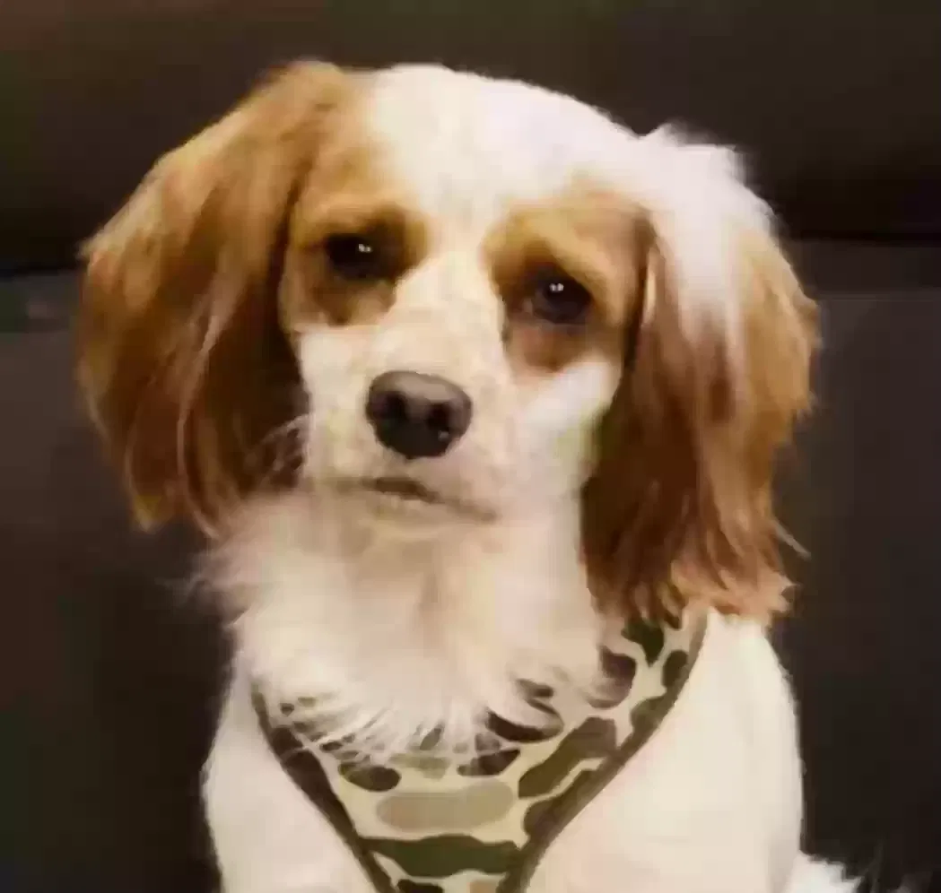 Dog, Yorkie/Cocker mix Dog for adoption in Manchester, TN, 37355