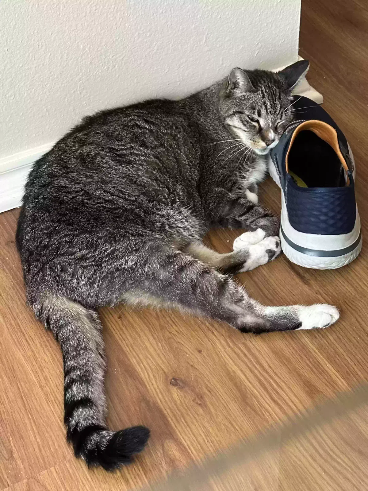 Cat, Tabby Cat for adoption in Lufkin, TX, 75904
