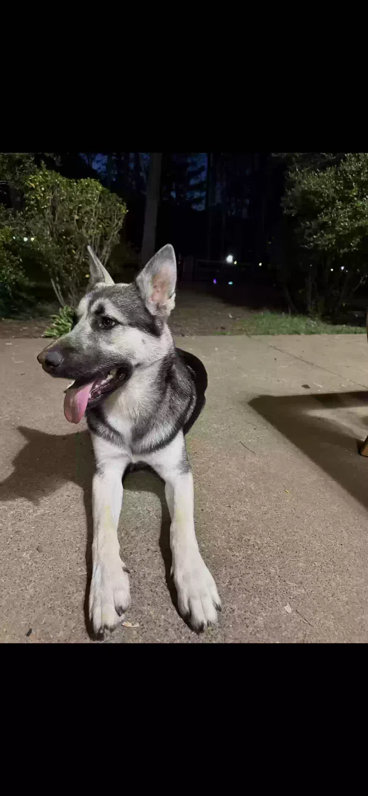 Ace, German Shopper Dog for adoption in Kennesaw, GA, 30152