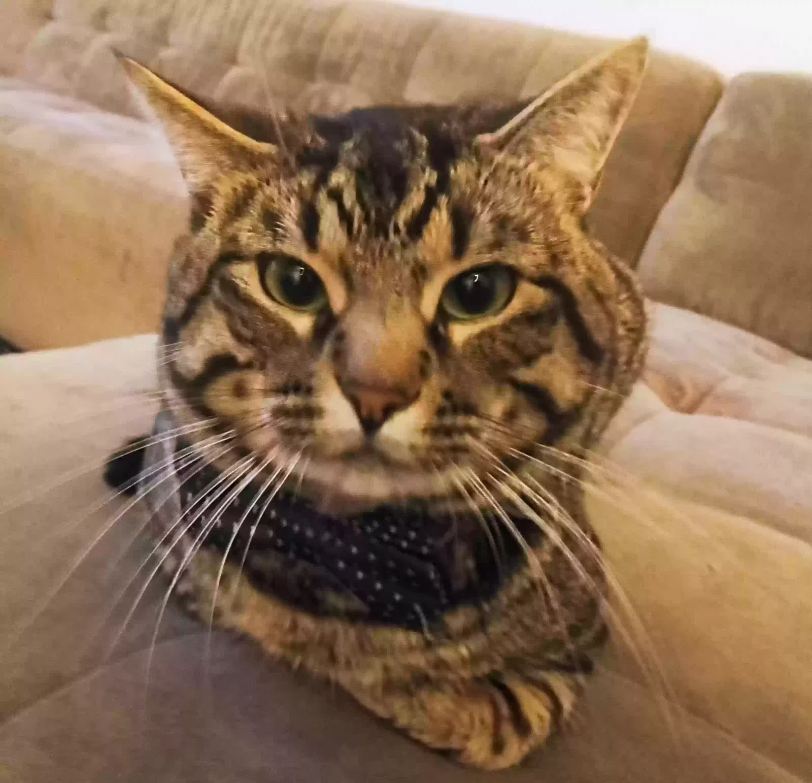 Moxie, Unknown Cat for adoption in Centerton, AR, 72719