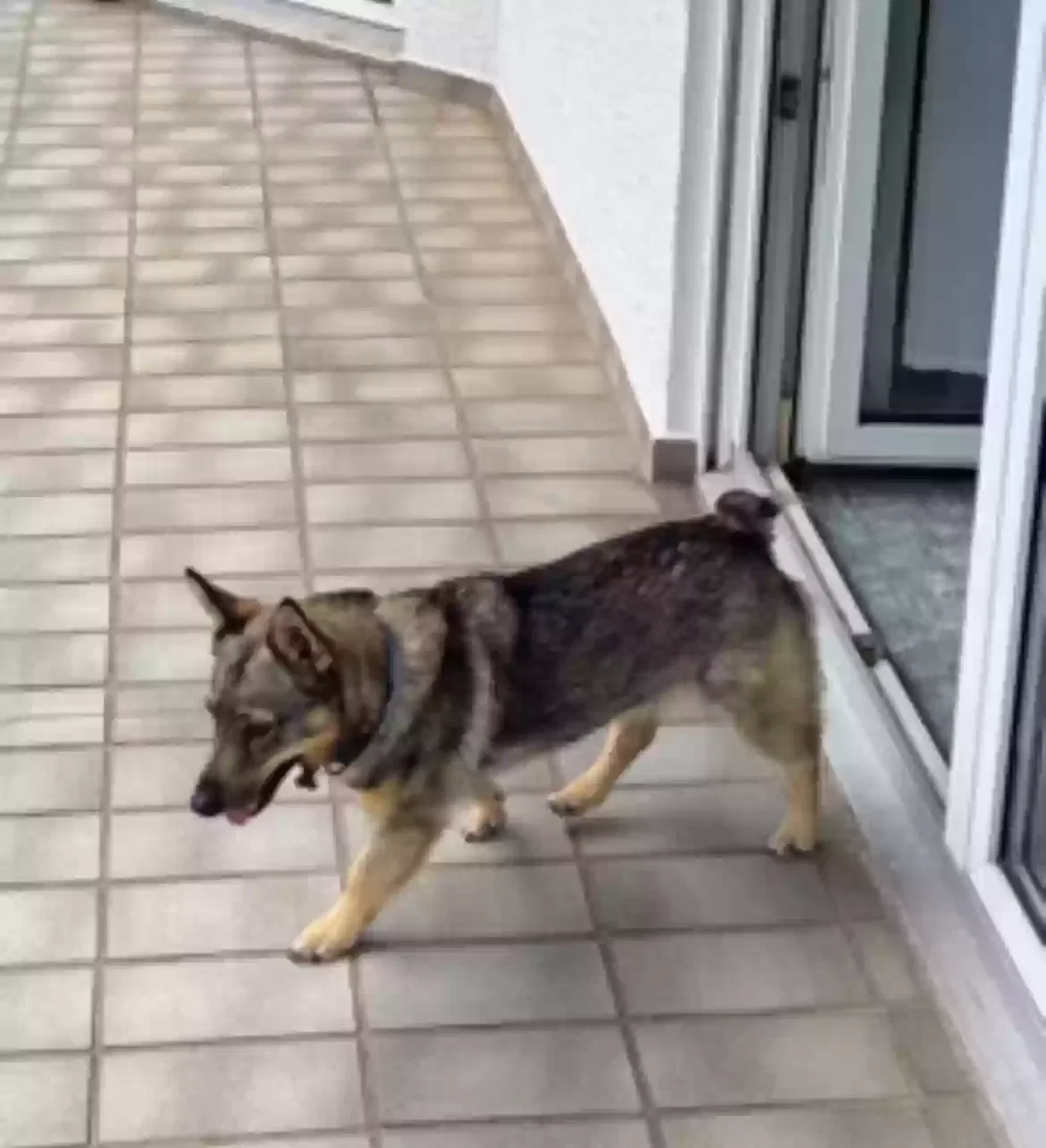 Tessa, Swedish Vallhund Dog for adoption in Paintsville, KY, 41240