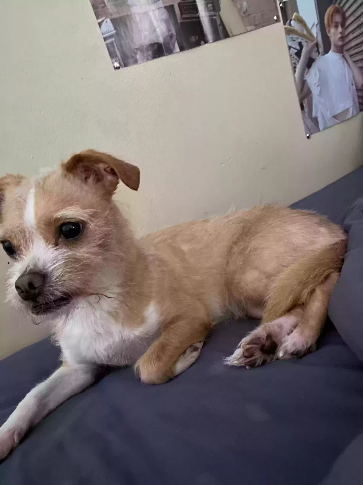 snow, long haired chihuahua Dog for adoption in East Haven, CT, 6512