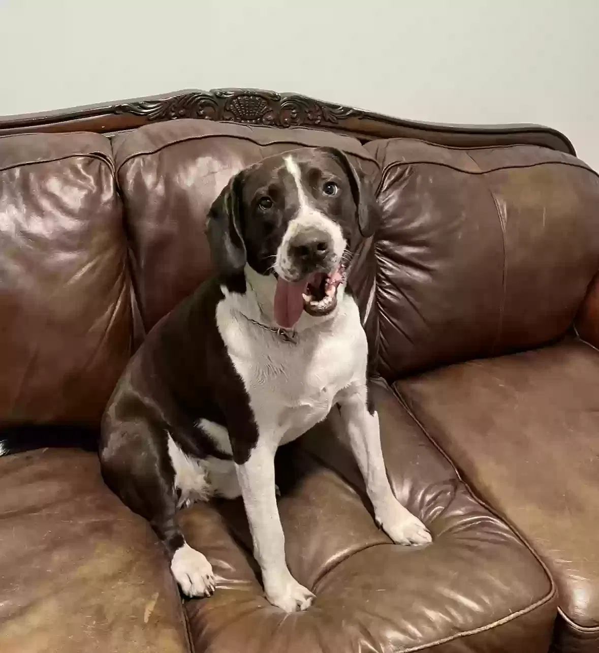 Dog, Unknown Dog for adoption in Chicago, IL, 60632