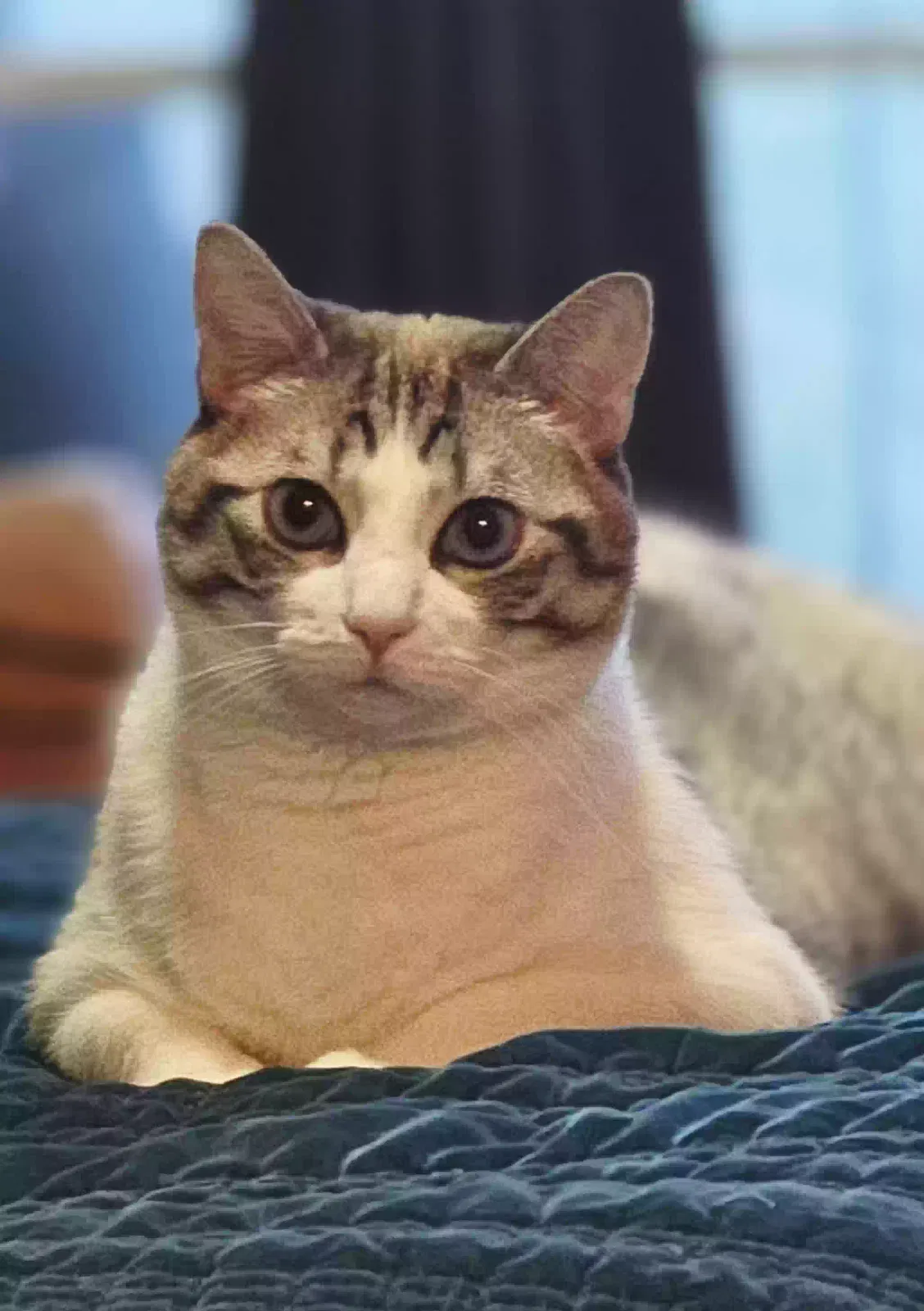 Cat, Unknown Cat for adoption in San Antonio, TX, 78258
