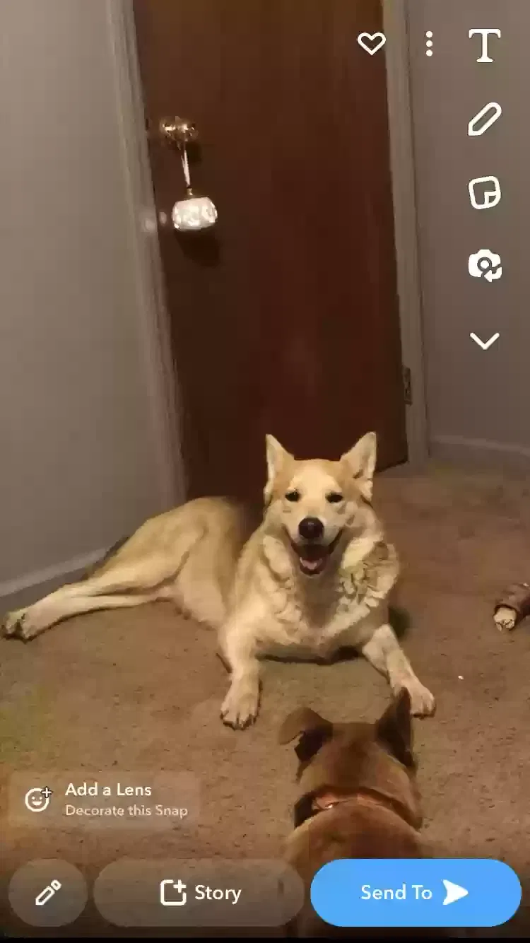 Dog, Shepherd mixed Dog for adoption in Salisbury, NC, 28146