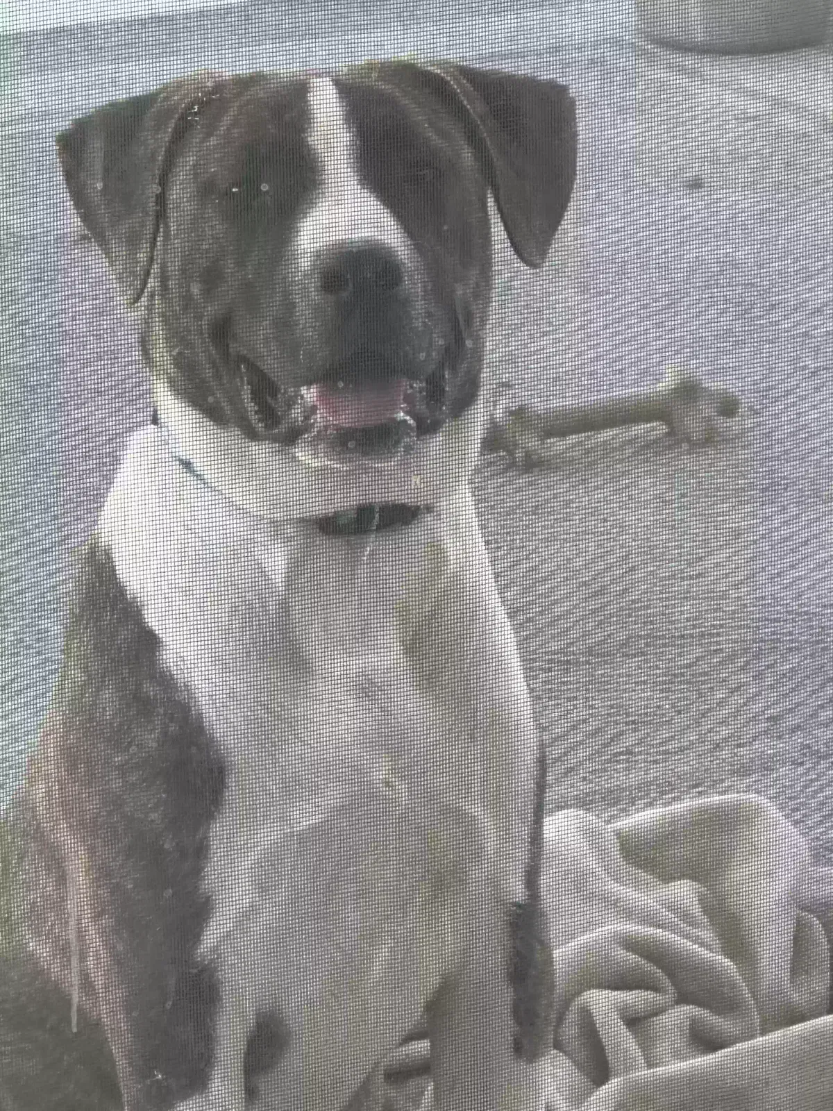 Rocky, Pitbull/Terrier Dog for adoption in Madera, CA, 93636