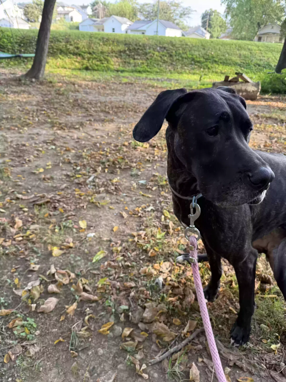 Aurora, Great Dane Dog for adoption in Russell, KY, 41169