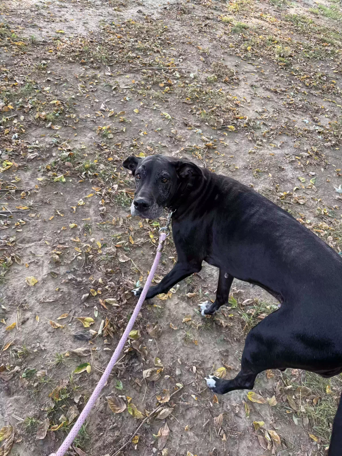 Lilly, Great dane Dog for adoption in Russell, KY, 41169