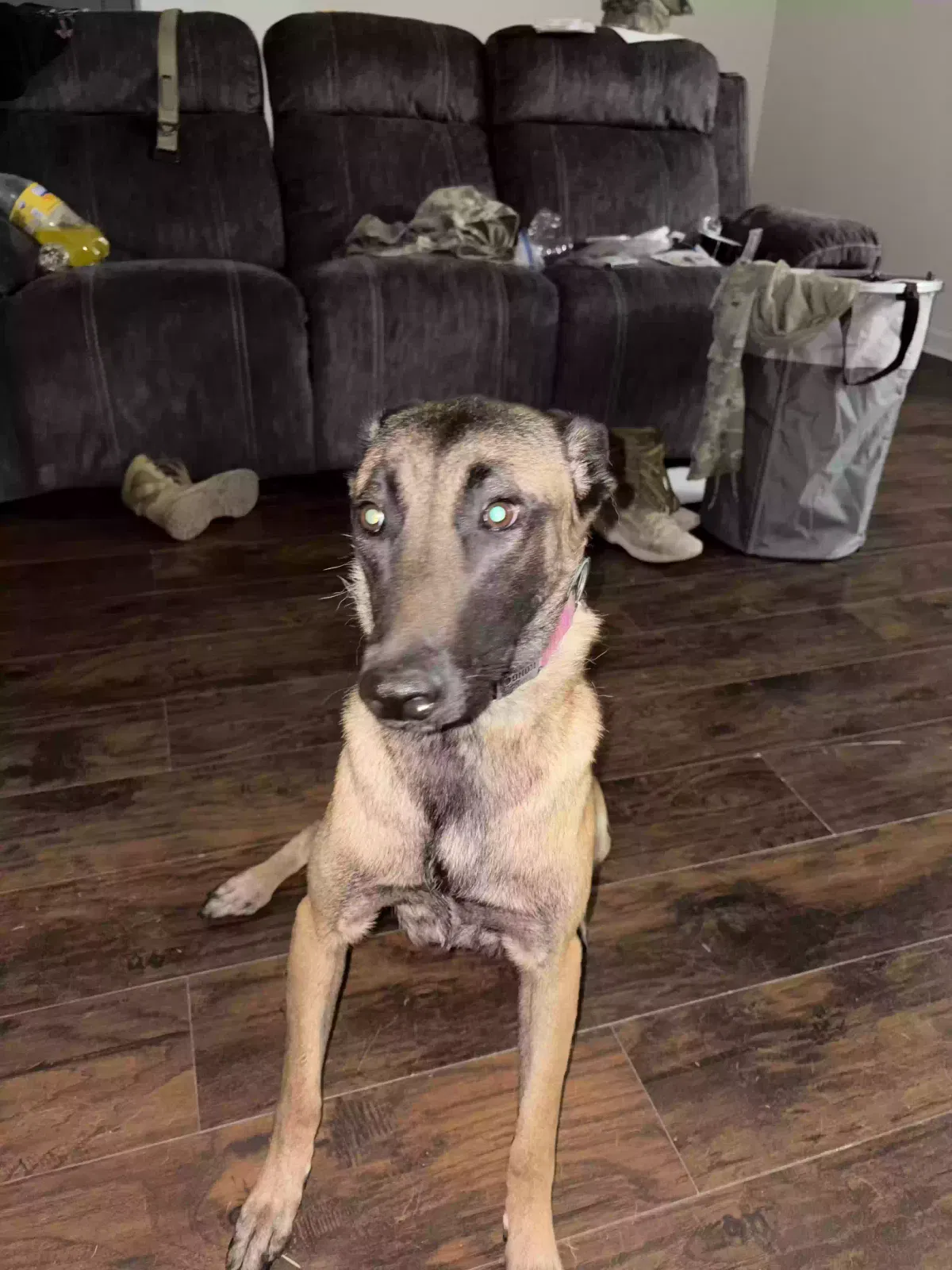 Polly, Belgian Malinois Dog for adoption in Killeen, TX, 76543