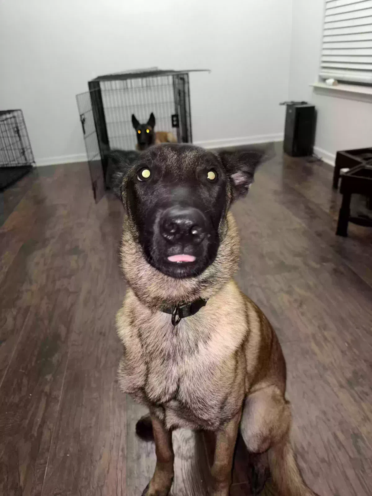 Dog, Belgian Malinois Dog for adoption in Killeen, TX, 76543