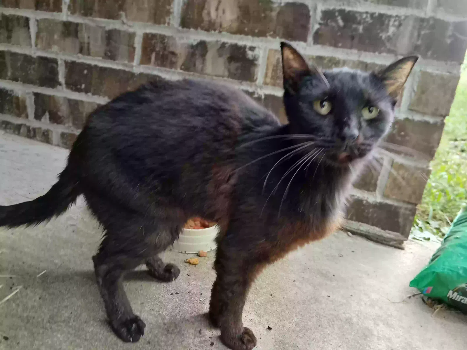 Ditto, unknown Cat for adoption in Sand Springs, OK, 74063