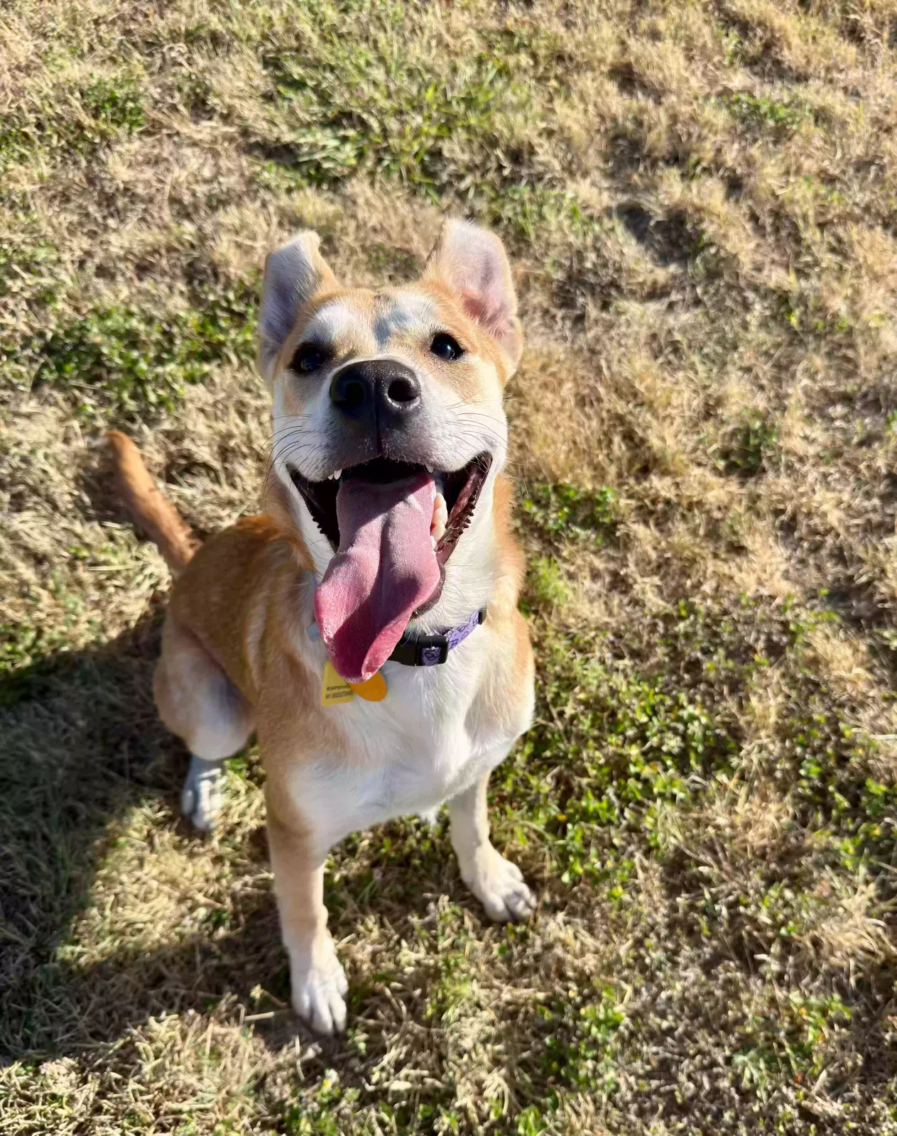 Winnie, Lab Mix Dog for adoption in Copperas Cove, TX, 76522