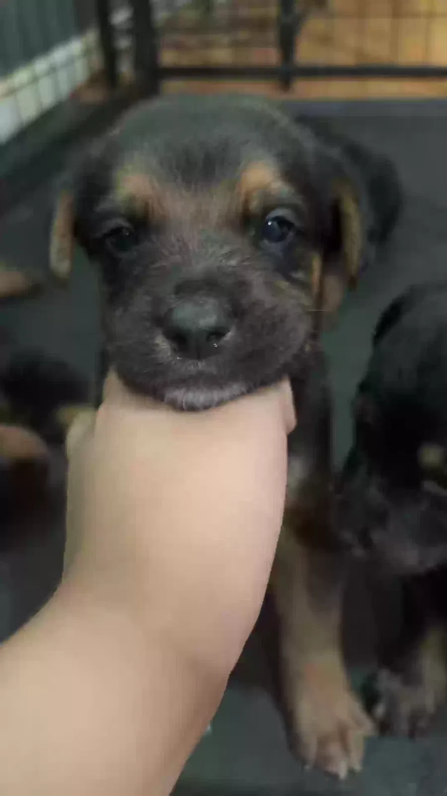 Dog, Rottweiler Dog for adoption in Woodstock, GA, 30188
